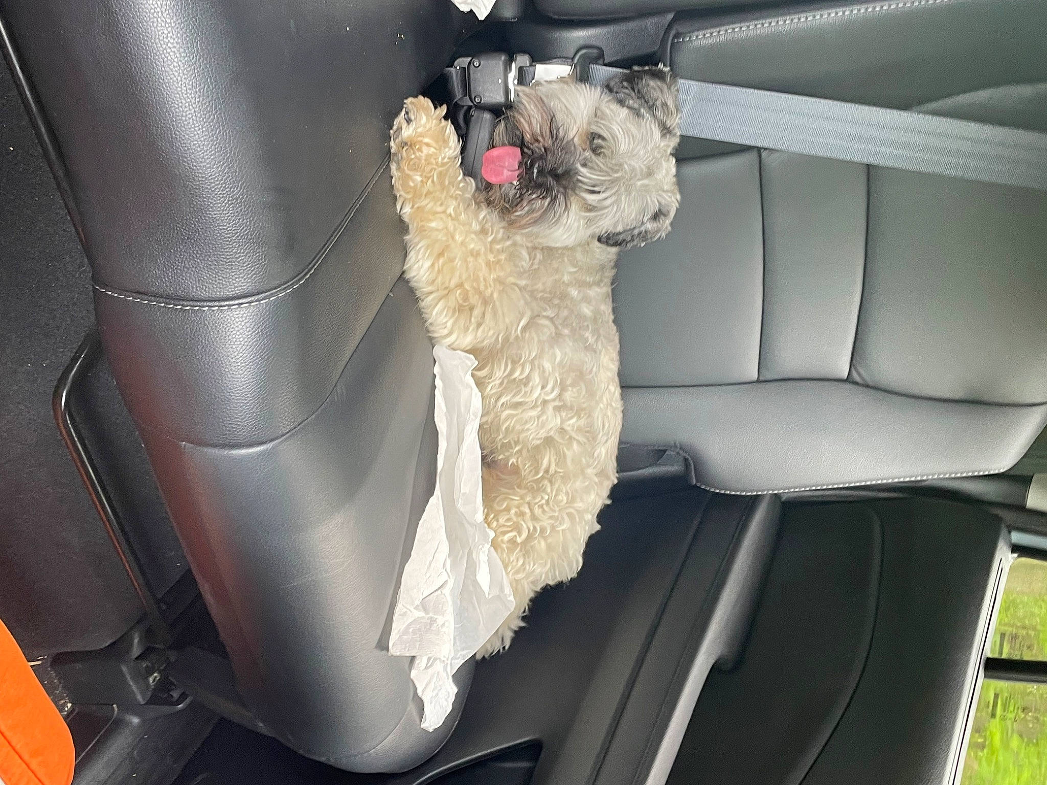 Griffin joined the competition — help win amazing prizes! auto_part, automotive_design, automotive_exterior, car, car_seat, car_seat_cover, carnivore, companion_dog, dog, family_car, head_restraint, land_vehicle, luxury_vehicle, motor_vehicle, personal_luxury_car, seat_belt, steering_wheel, vehicle, vehicle_door, windshield
