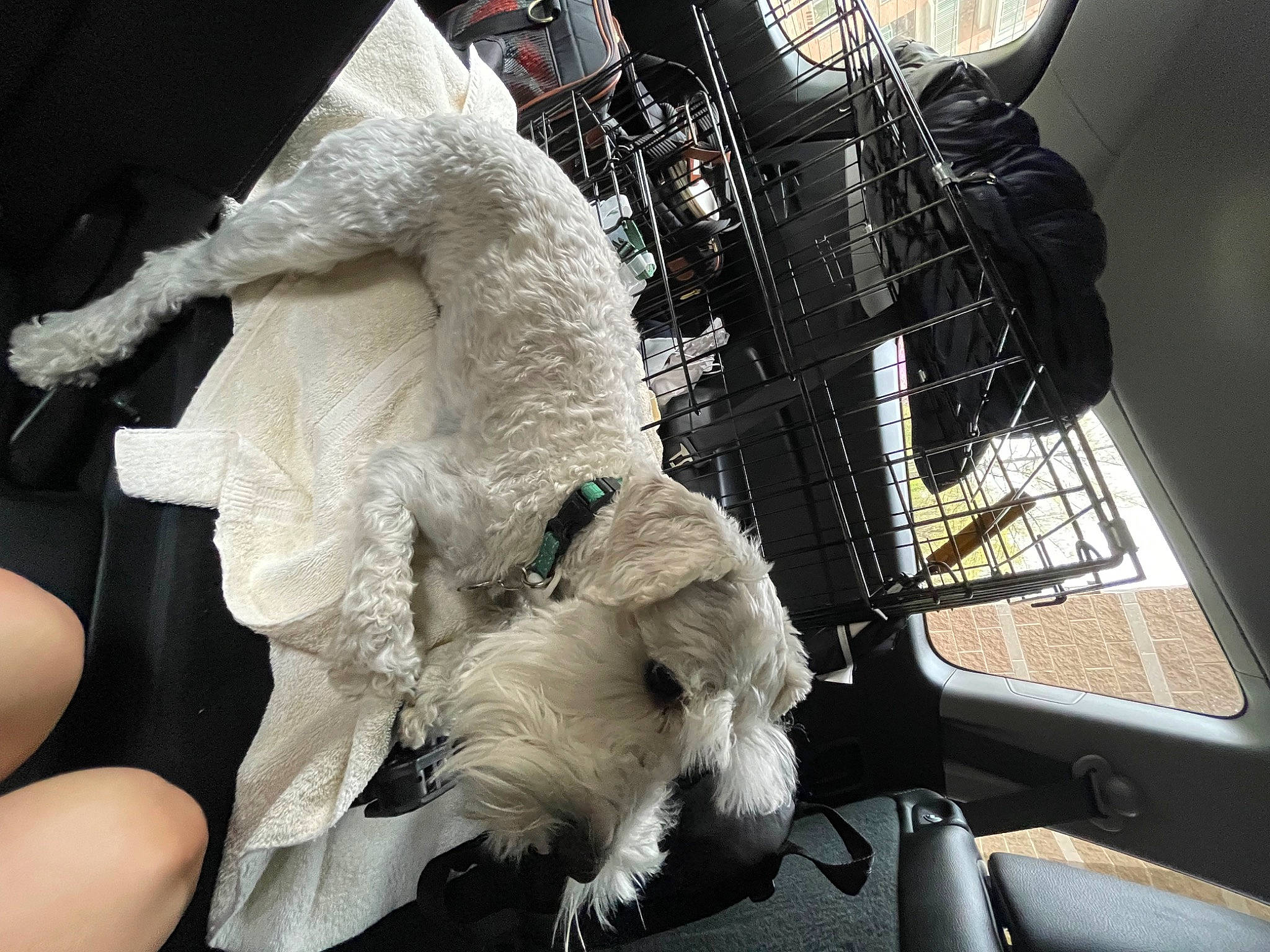 Gus joined the competition — help win amazing prizes! auto_part, canidae, companion_dog, engineering, fashion_accessory, feather, fur, machine, metal, natural_material, sporting_group, stuffed_toy, tail, toy, wing