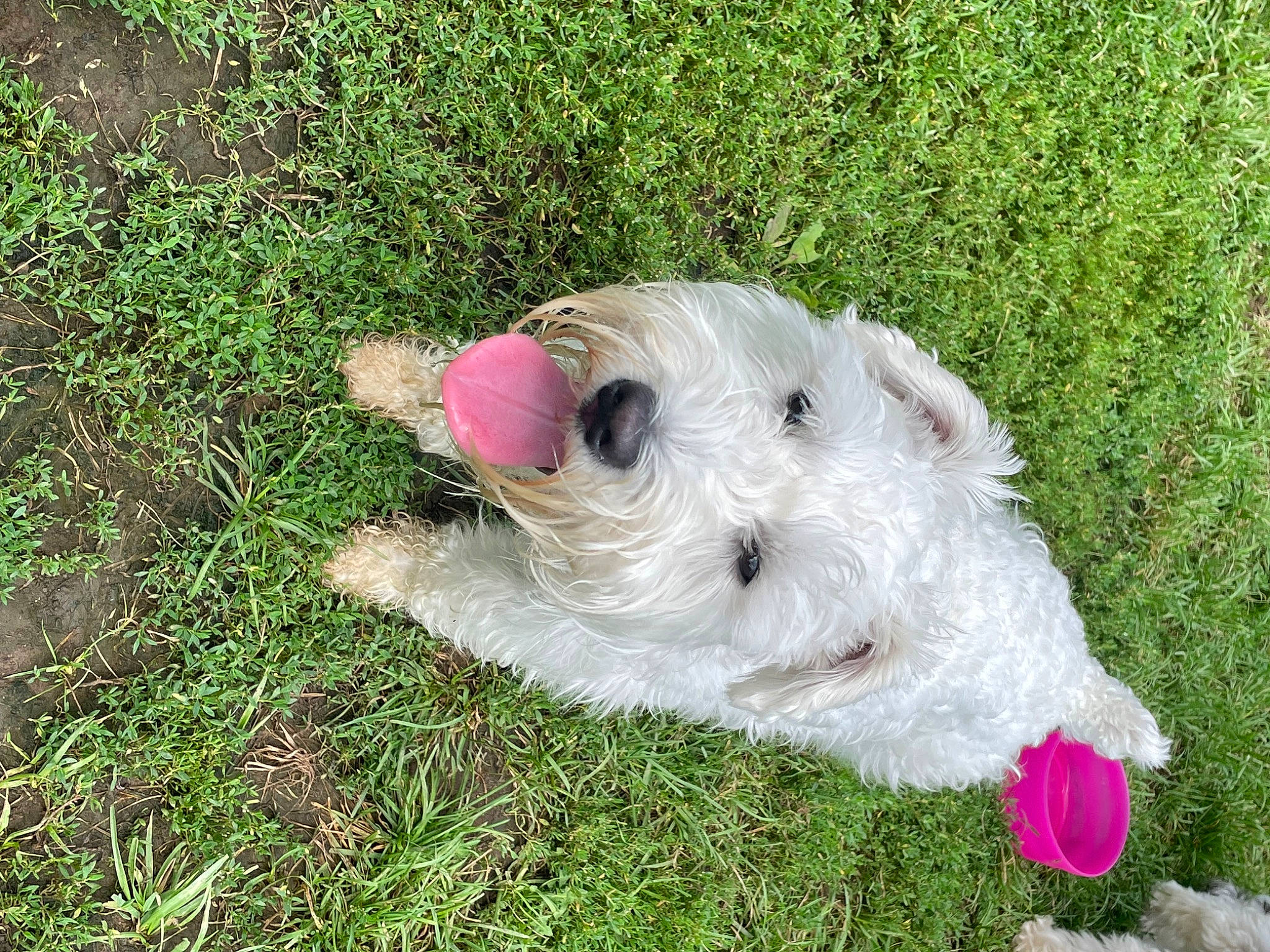 Gus is registered to the contest to win money with this photo: canidae, carnivore, collar, companion_dog, dog, dog_breed, dog_clothes, dog_toy, fawn, fur, grass, pet_supply, plush, sheep, sporting_group, stuffed_toy, terrier, toy, toy_dog, working_animal