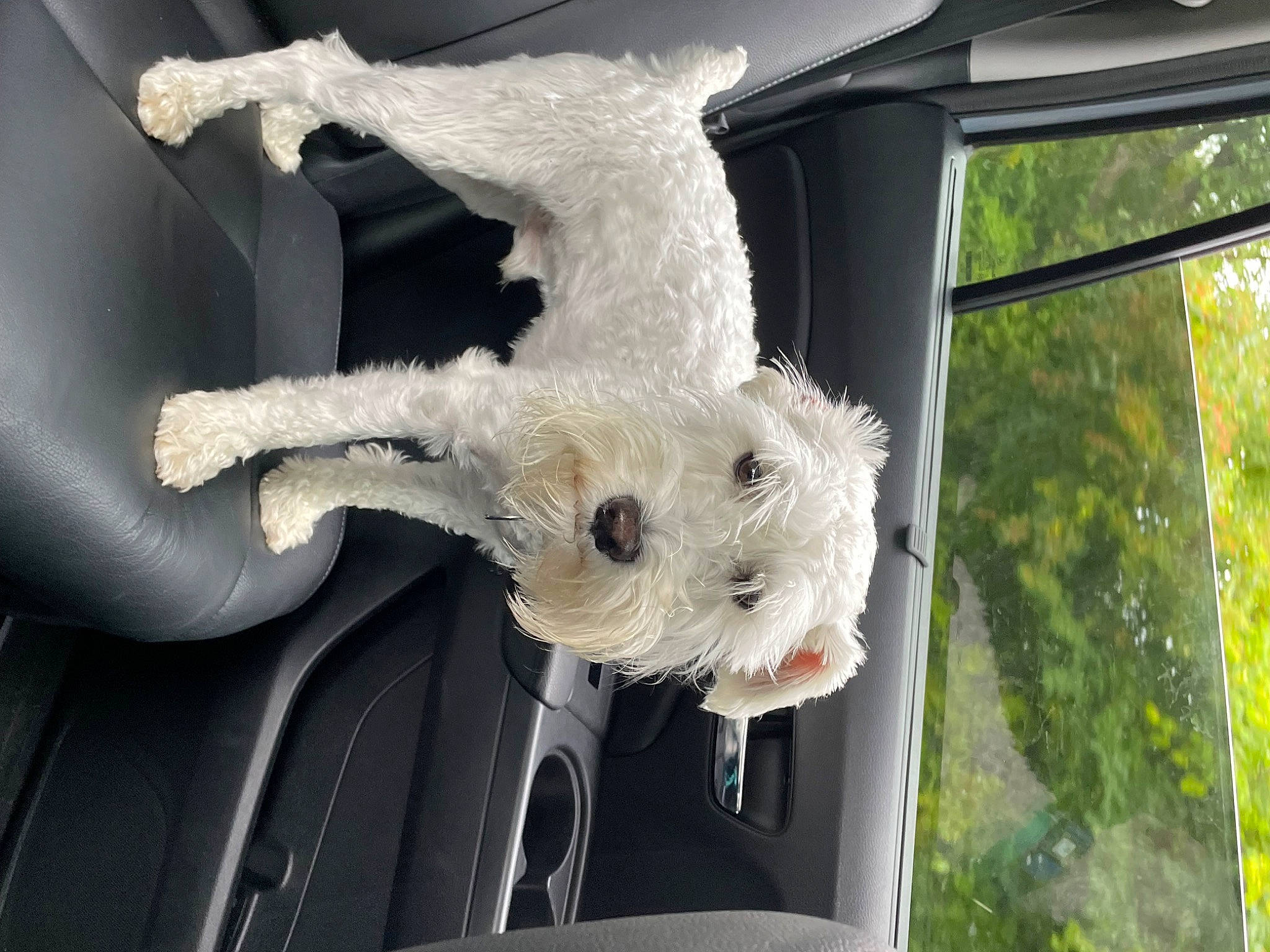 Gus joined the competition — help win amazing prizes! automotive_exterior, car, cockatoo, event, fur, hood, luxury_vehicle, motor_vehicle, plant, sulphur_crested_cockatoo, tail, toy, tree, trunk, twig, vehicle, vehicle_door, window, wing, wood