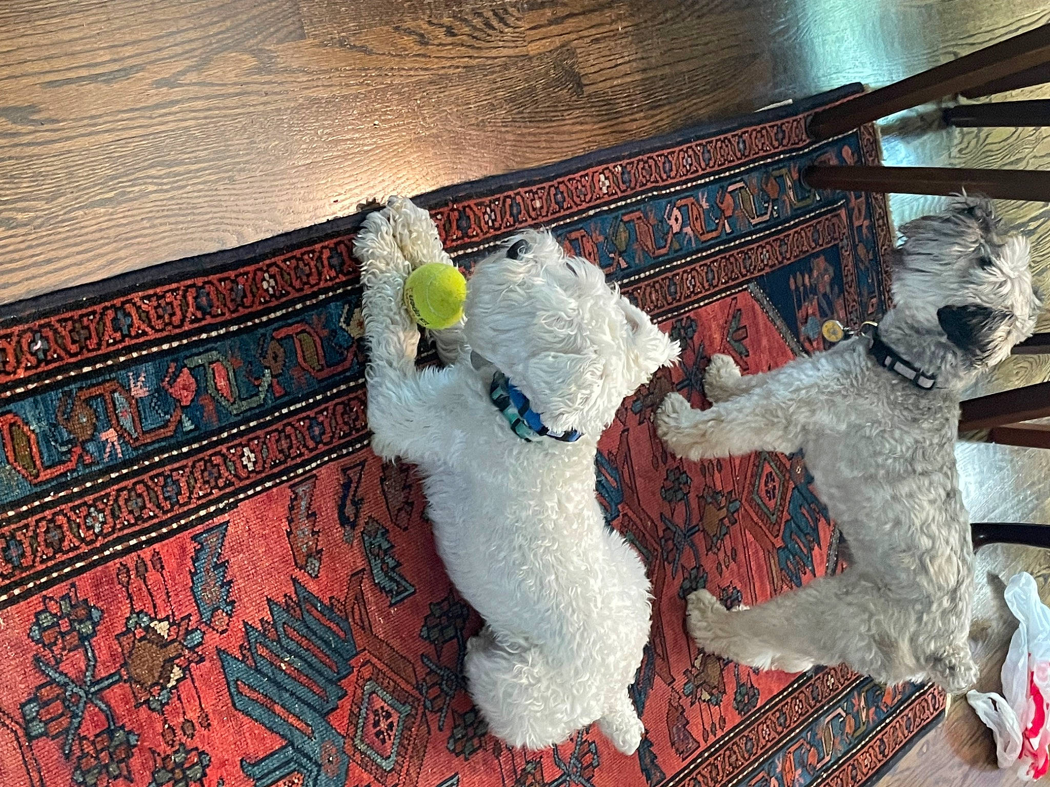 Gus is registered to the contest to win money with this photo: art, baby_toys, creative_arts, design, flooring, font, fur, hardwood, magenta, metal, pattern, plush, rectangle, room, stuffed_toy, textile, toy, visual_arts, wall, wood