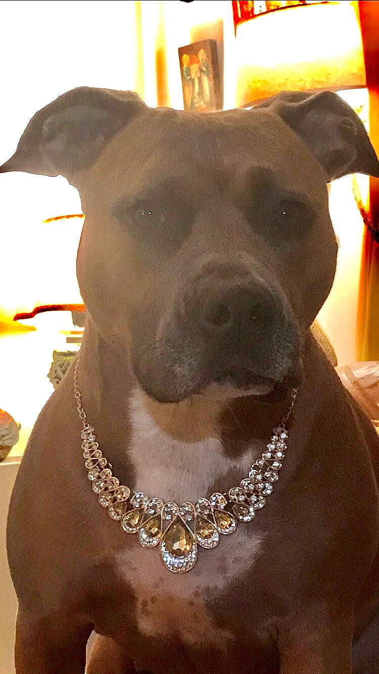 Mila participe au concours pour gagner de l'argent avec cette photo : body_jewelry, canidae, carnivore, collar, companion_dog, dog, dog_breed, dog_collar, ear, fashion_accessory, fawn, fur, jewellery, leash, liver, pet_supply, snout, sporting_group, whiskers, working_animal