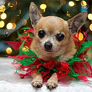 Serenity is registered to the contest to win money with this photo: dog, chihuahua, puppy, small_dog, tan_fur, large_ears, dark_eyes, black_nose, closeup, portrait, sitting, front_paws, poinsettia, red_flowers, green_leaves, christmas, holiday, festive, bokeh, indoor