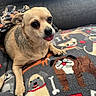 Serenity is registered to the contest to win money with this photo: dog, chihuahua, small_dog, pet, animal, tan_fur, tongue_out, large_eyes, black_nose, lying_down, sitting, blanket, dog_blanket, indoors, cozy, portrait, closeup, cute, playful, photography
