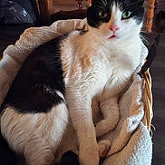 Titi a rejoint le concours — aidez-le/la à gagner de superbes lots ! cat, black_and_white, basket, towel, indoor, furniture, wooden_chair, table, pet, fur, cute, relaxed, animal, domestic, cozy, curious, whiskers, paws, home, resting
