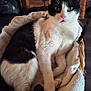 cat, black_and_white, basket, towel, indoor, furniture, wooden_chair, table, pet, fur, cute, relaxed, animal, domestic, cozy, curious, whiskers, paws, home, resting
