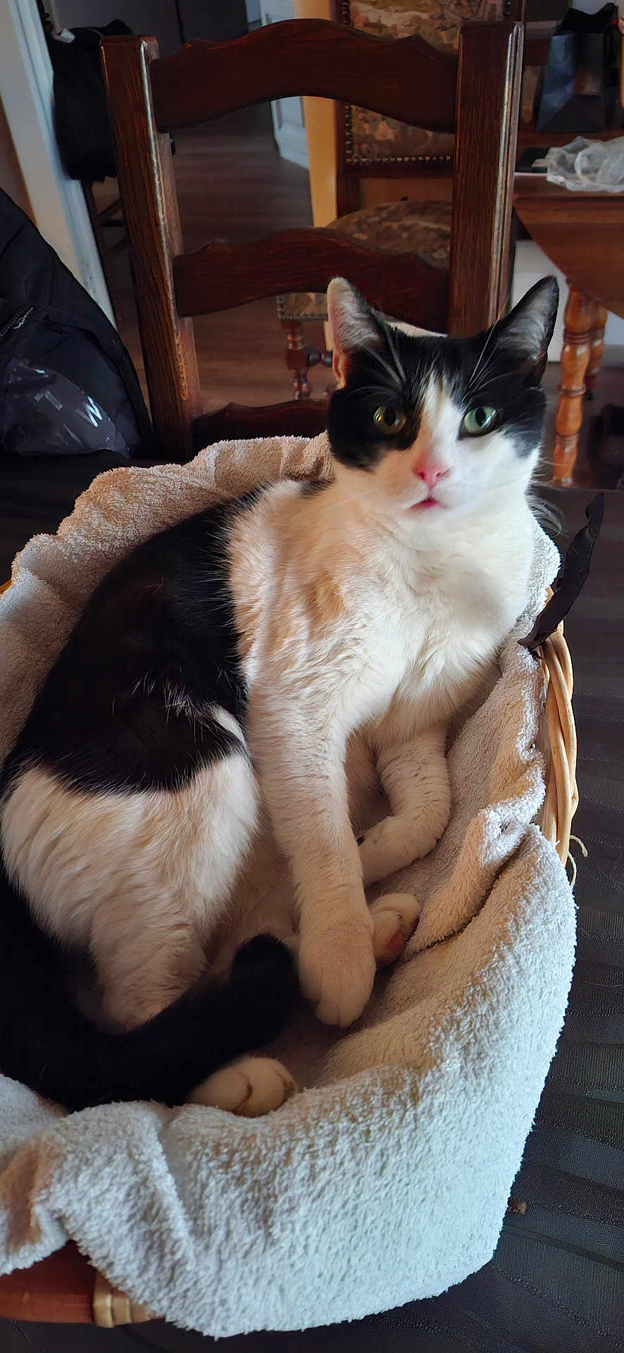 Titi a rejoint le concours — aidez-le/la à gagner de superbes lots ! cat, black_and_white, basket, towel, indoor, furniture, wooden_chair, table, pet, fur, cute, relaxed, animal, domestic, cozy, curious, whiskers, paws, home, resting