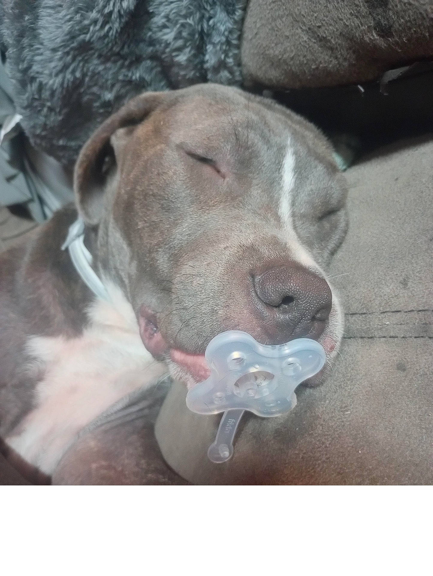 Eore joined the competition — help win amazing prizes! animal, boxer, bulldog, canine, couch, dog, face, furniture, head, homedecor, hound, person, pet, photography, pitbull, portrait, puppy, sleeping, snout, toy