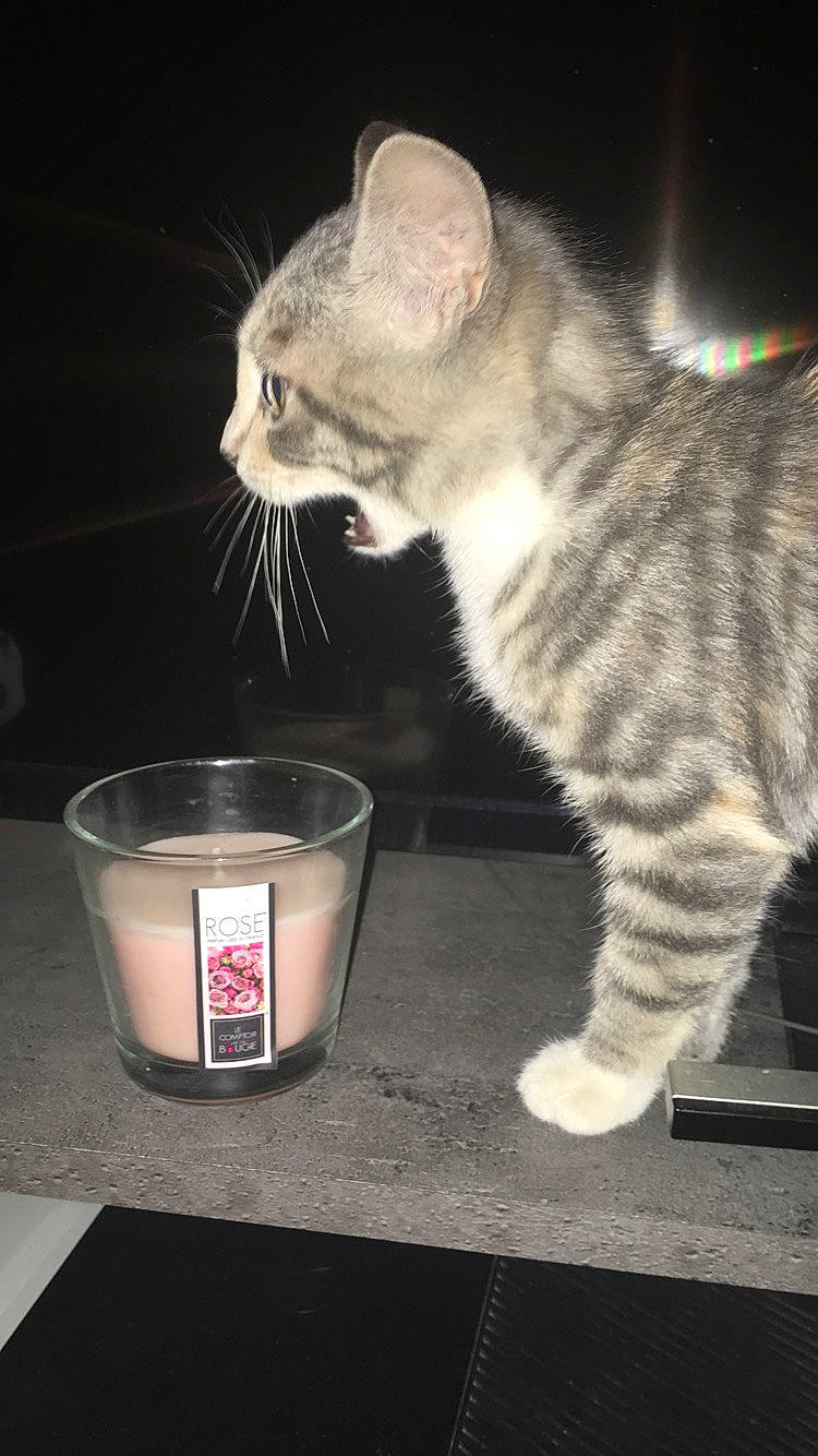 Fëa a rejoint le concours — aidez-le/la à gagner de superbes lots ! american_wirehair, asian, carnivore, cat, domestic_short_haired_cat, european_shorthair, felidae, kitten, mammal, munchkin, polydactyl_cat, small_to_medium_sized_cats, tabby_cat, tail, whiskers