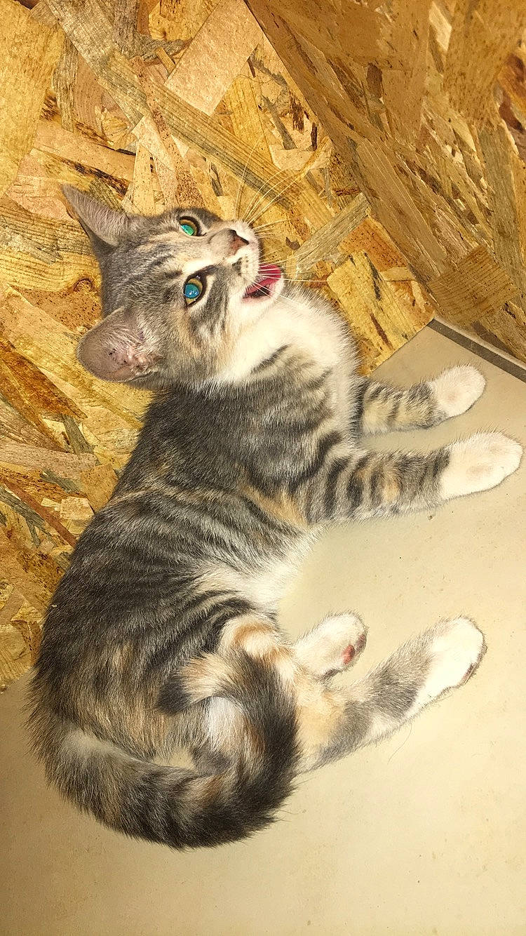 Fëa participe au concours pour gagner de l'argent avec cette photo : aegean_cat, american_shorthair, american_wirehair, asian, california_spangled, carnivore, cat, domestic_short_haired_cat, dragon_li, european_shorthair, felidae, kitten, mammal, paw, rusty_spotted_cat, small_to_medium_sized_cats, snout, tabby_cat, toyger, whiskers