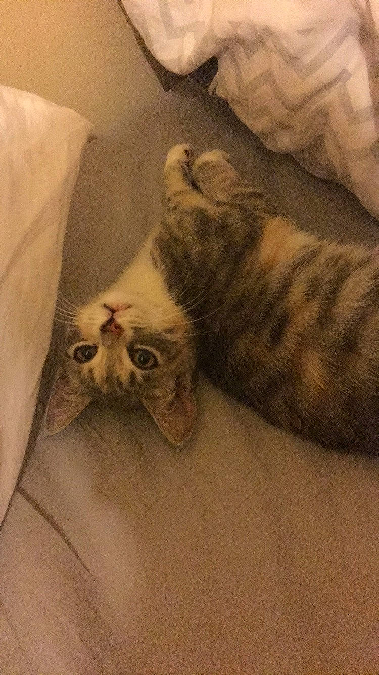 Fëa participe au concours pour gagner de l'argent avec cette photo : american_shorthair, carnivore, cat, dragon_li, ear, european_shorthair, fawn, felidae, fur, small_to_medium_sized_cats, tabby_cat, whiskers