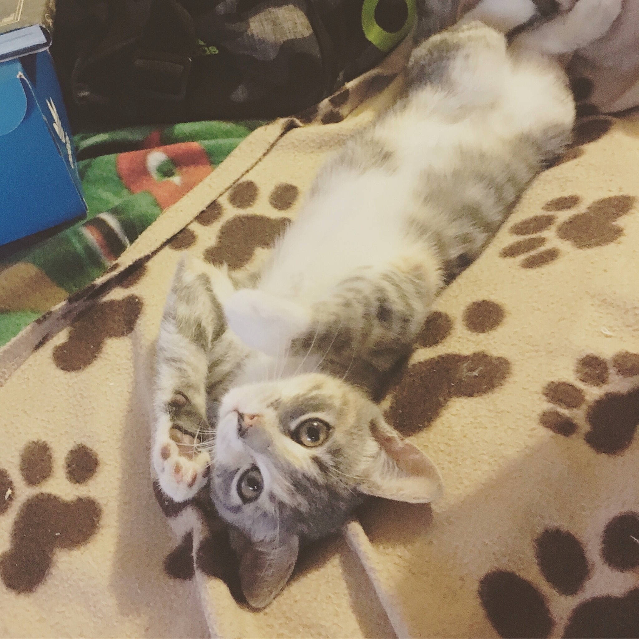 Fëa a rejoint le concours — aidez-le/la à gagner de superbes lots ! american_shorthair, british_shorthair, carnivore, cat, ear, european_shorthair, eye, felidae, fur, kitten, paw, small_to_medium_sized_cats, tail, whiskers