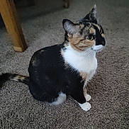 Autumn is registered to the contest to win money with this photo: cat, calico, indoor, carpet, pet, feline, animal, sitting, fur, whiskers, ears, tail, table_leg, curious, domestic, mammal, closeup, side_view, quiet, home