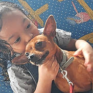 Ti Belle a rejoint le concours — aidez-le/la à gagner de superbes lots ! affection, affectionate, brown_dog, cartoon, casual_clothing, child, close_up, collar, curly_hair, cute, dog, expression, holding, indoor, leash, patterned_background, pet, small_dog, wet_hair, young