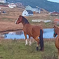 Lorenda I.