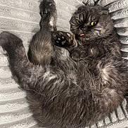 Nessa joined the competition — help win amazing prizes! animal, black_cat, cat, couch, cozy, cute, cute_pet, feline, fluffy, funny_pose, fur, home, indoor, paw, pet, playful, relaxed, resting, texture, tongue_out