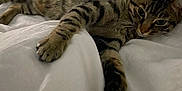 Simba a rejoint le concours — aidez-le/la à gagner de superbes lots ! cat, tabby, pet, animal, feline, bed, white_bedspread, stretching, paw, fur, whiskers, relaxed, indoor, cozy, sleepy, striped, cute, domestic_cat, resting, soft