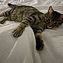 cat, tabby, pet, animal, feline, bed, white_bedspread, stretching, paw, fur, whiskers, relaxed, indoor, cozy, sleepy, striped, cute, domestic_cat, resting, soft