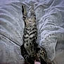 Simba participe au concours pour gagner de l'argent avec cette photo : cat, tabby, striped, relaxed, stretching, blanket, soft, cozy, indoor, sleepy, paws, pink_ribbon, fur, pet, animal, resting, comfort, bed, cute, sleep