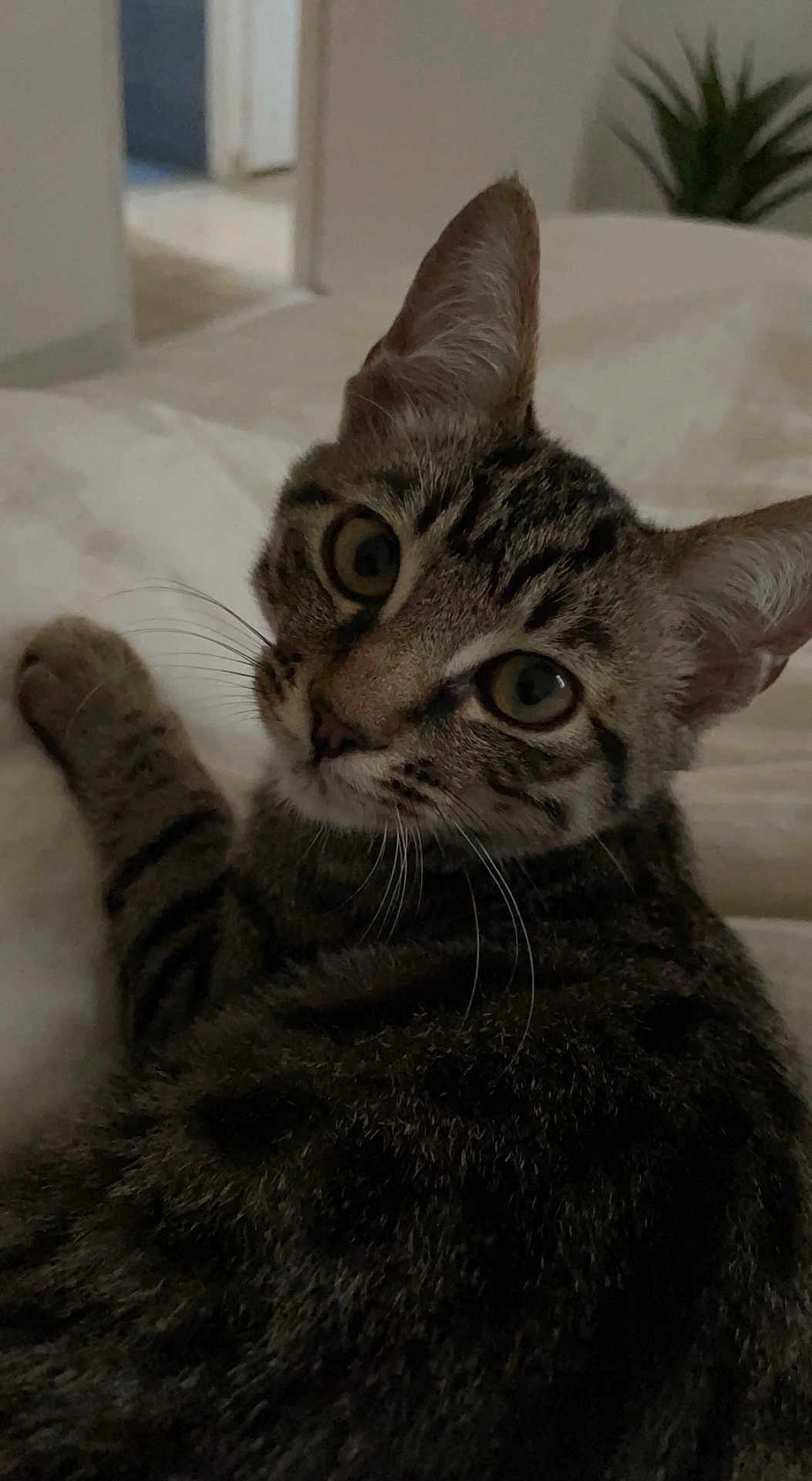 Simba