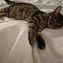Simba a rejoint le concours — aidez-le/la à gagner de superbes lots ! cat, tabby, sleeping, bed, blanket, white, fur, whiskers, paws, relaxation, indoor, pet, animal, cute, striped, cozy, resting, peaceful, domestic, feline