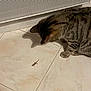 cat, tabby_cat, gecko, reptile, tile_floor, indoor, shadow, curious, animal_interaction, pet, mammal, small_animal, heater_vent, floor_tile, close_up, watching, domestic_cat, striped, feline, animal