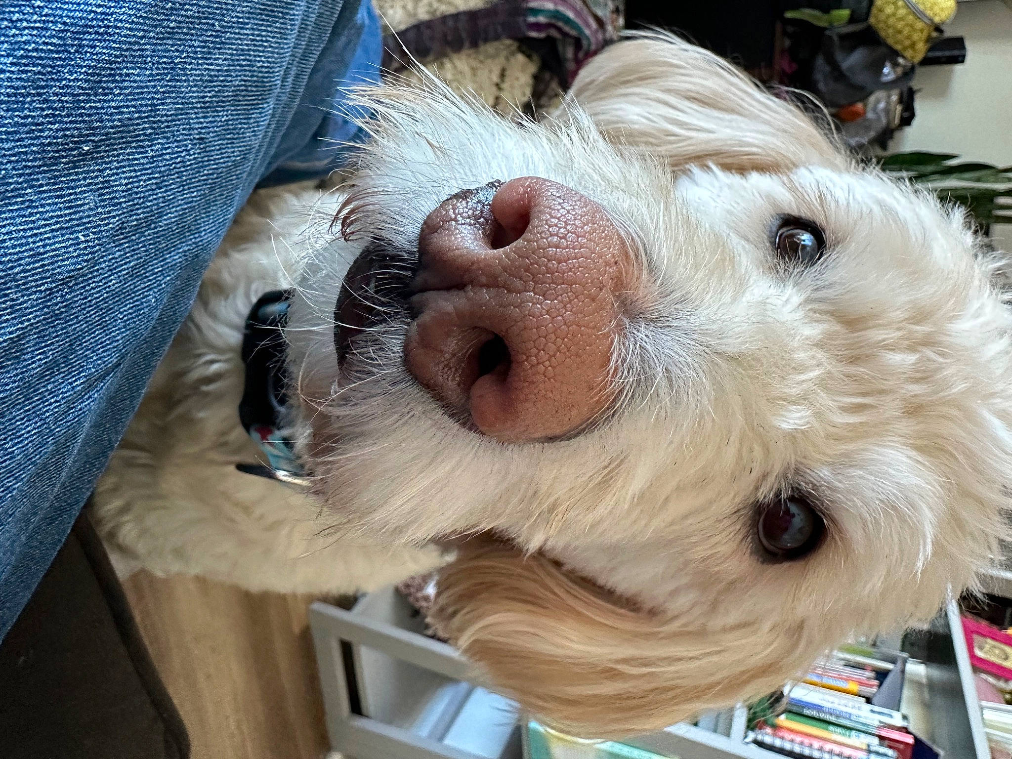 Henry joined the competition — help win amazing prizes! canidae, carnivore, companion_dog, corgi_chihuahua, dog, dog_breed, dog_supply, eyewear, fawn, fur, head, small_terrier, snout, sporting_group, stuffed_toy, sunglasses, terrier, toy, toy_dog, working_animal