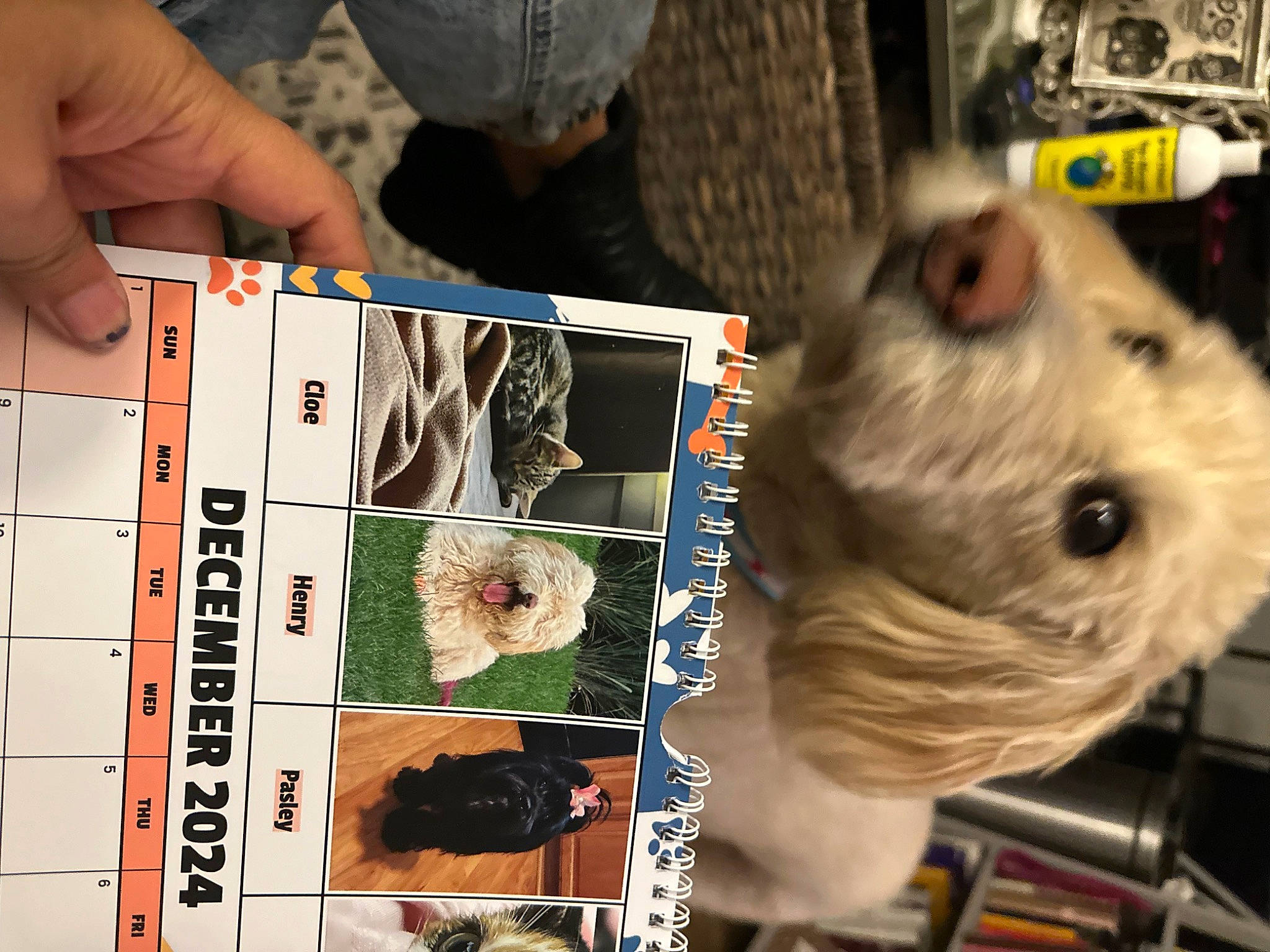 Henry joined the competition — help win amazing prizes! carnivore, comfort_food, companion_dog, dog, dog_breed, eyewear, felidae, flesh, font, fur, japanese_cuisine, paper, small_terrier, small_to_medium_sized_cats, terrier, toy, toy_dog, whiskers