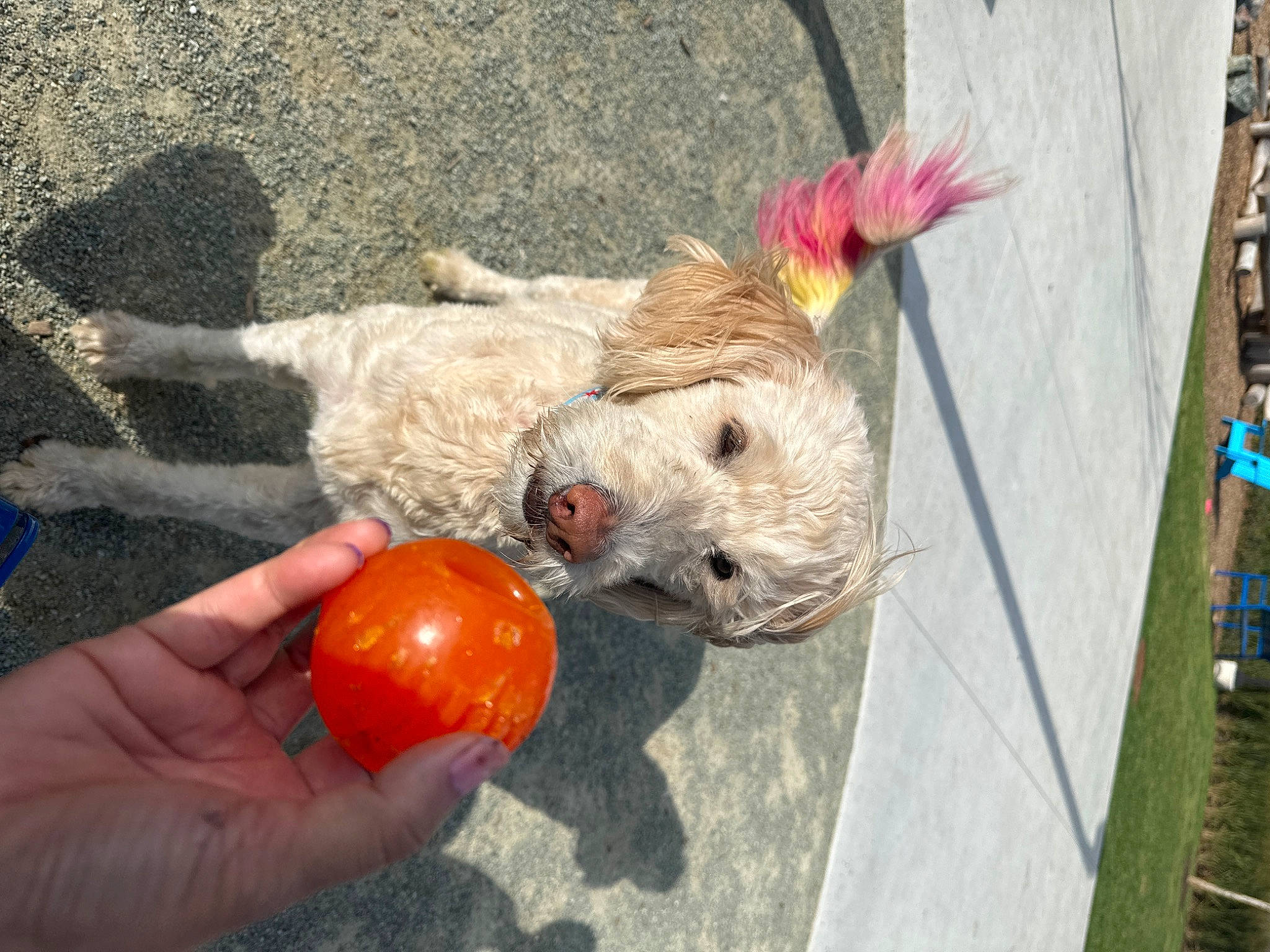 Henry is registered to the contest to win money with this photo: ball, canidae, carnivore, clock, companion_dog, dog, dog_breed, dog_clothes, dog_supply, fawn, fur, grass, plush, small_terrier, sporting_group, stuffed_toy, teddy_bear, terrier, toy, toy_dog