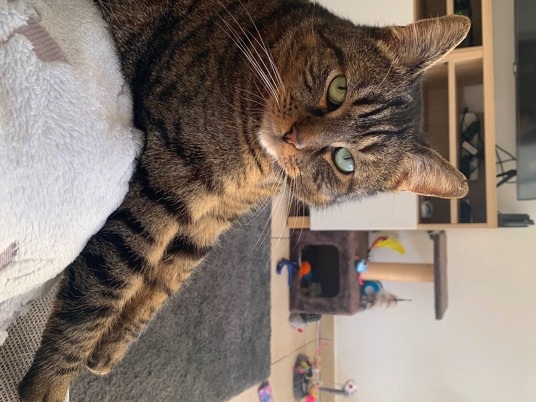 Marius a rejoint le concours — aidez-le/la à gagner de superbes lots ! carnivore, cat, claw, domestic_short_haired_cat, door, felidae, fur, paw, small_to_medium_sized_cats, snout, tail, terrestrial_animal, whiskers, window