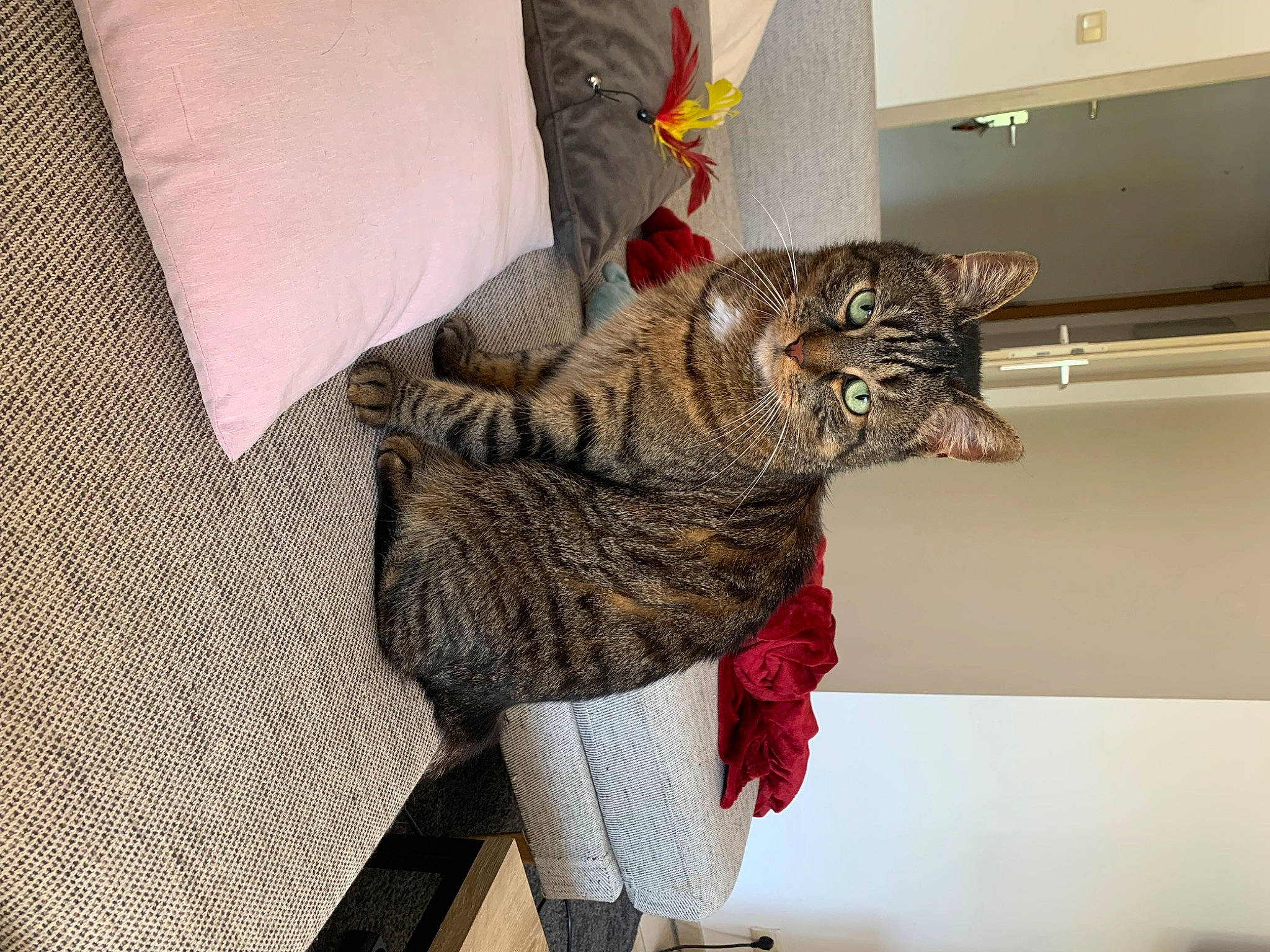 Marius participe au concours pour gagner de l'argent avec cette photo : carnivore, cat, claw, comfort, domestic_short_haired_cat, felidae, fur, grey, human_leg, linens, pattern, pillow, room, sitting, small_to_medium_sized_cats, tail, terrestrial_animal, thigh, whiskers, wool