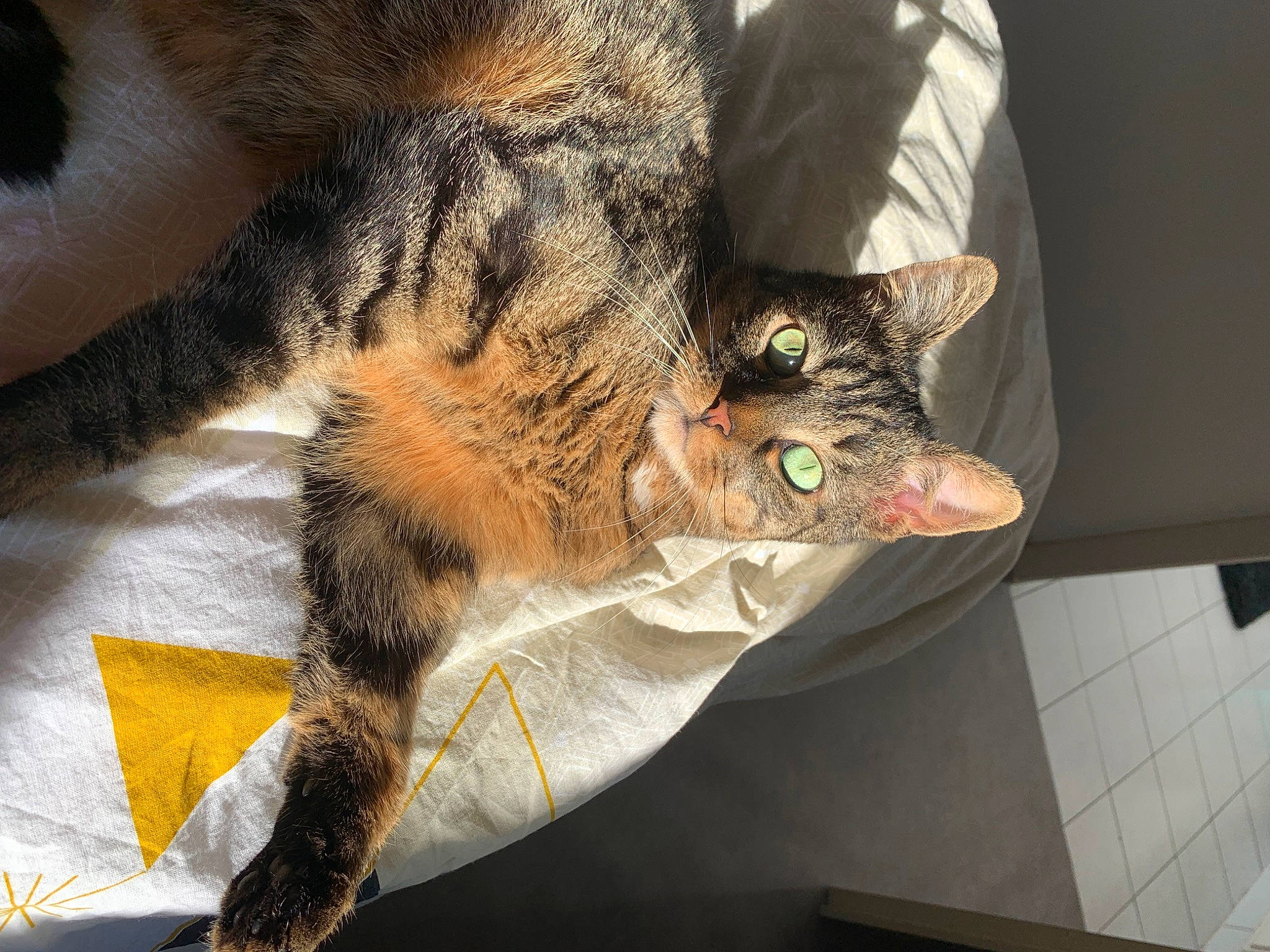 Marius a rejoint le concours — aidez-le/la à gagner de superbes lots ! carnivore, cat, claw, comfort, domestic_short_haired_cat, ear, eye, felidae, fur, nap, paw, plant, sleep, small_to_medium_sized_cats, snout, tail, terrestrial_animal, whiskers, wildlife