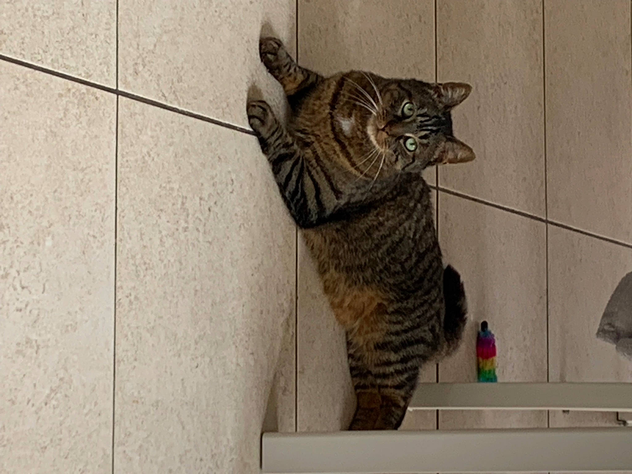 Marius a rejoint le concours — aidez-le/la à gagner de superbes lots ! art, carnivore, cat, claw, domestic_short_haired_cat, felidae, flooring, fur, grey, metal, paw, sculpture, small_to_medium_sized_cats, tail, terrestrial_animal, whiskers, window, wood