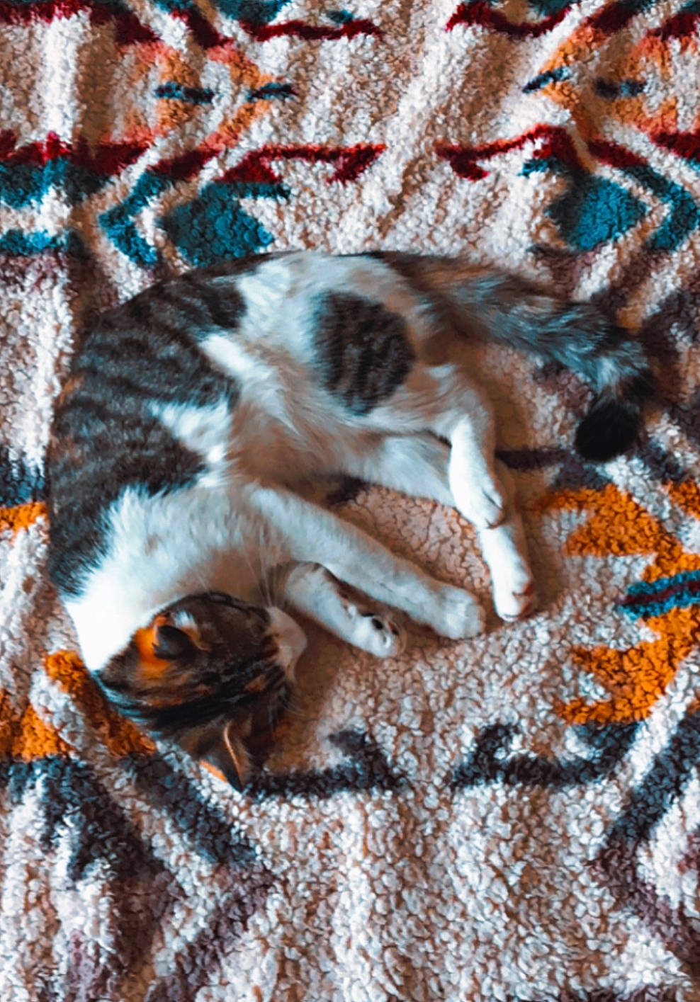 Alice joined the competition — help win amazing prizes! brown, carnivore, carpet, cat, comfort, domestic_short_haired_cat, fawn, felidae, fur, grass, linens, mammal, pattern, small_to_medium_sized_cats, snout, tail, tints_and_shades, tree, whiskers, wood