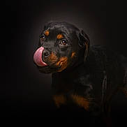 Arya a rejoint le concours — aidez-le/la à gagner de superbes lots ! rottweiler, puppy, dog, licking, tongue, black, brown, pet, animal, portrait, cute, fur, closeup, studio, expression, young, mammal, canine, head, adorable