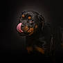 rottweiler, puppy, dog, licking, tongue, black, brown, pet, animal, portrait, cute, fur, closeup, studio, expression, young, mammal, canine, head, adorable
