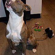 Bo Jackson is registered to the contest to win money with this photo: brindle_coat, companion, dog, ears, flash_photography, hardwood_floor, home_interior, indoor, looking_up, muzzle, obedient, paws, pet, pit_bull, playtime, sitting, stuffed_toy, toys, trash_can, white_chest