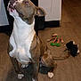 brindle_coat, companion, dog, ears, flash_photography, hardwood_floor, home_interior, indoor, looking_up, muzzle, obedient, paws, pet, pit_bull, playtime, sitting, stuffed_toy, toys, trash_can, white_chest