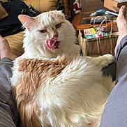 Fluffers joined the competition — help win amazing prizes! cat, fluffy, orange_and_white, tongue_out, licking, pet, indoor, living_room, furniture, television, person_legs, casual, home, relaxing, cozy, couch, table, paper_bag, clutter, plant