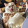 Fluffers