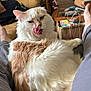 cat, fluffy, orange_and_white, tongue_out, licking, pet, indoor, living_room, furniture, television, person_legs, casual, home, relaxing, cozy, couch, table, paper_bag, clutter, plant