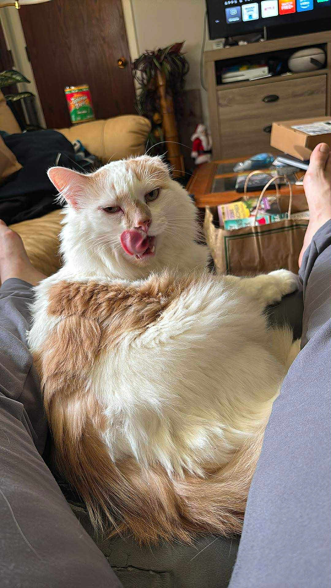 Fluffers joined the competition — help win amazing prizes! cat, fluffy, orange_and_white, tongue_out, licking, pet, indoor, living_room, furniture, television, person_legs, casual, home, relaxing, cozy, couch, table, paper_bag, clutter, plant