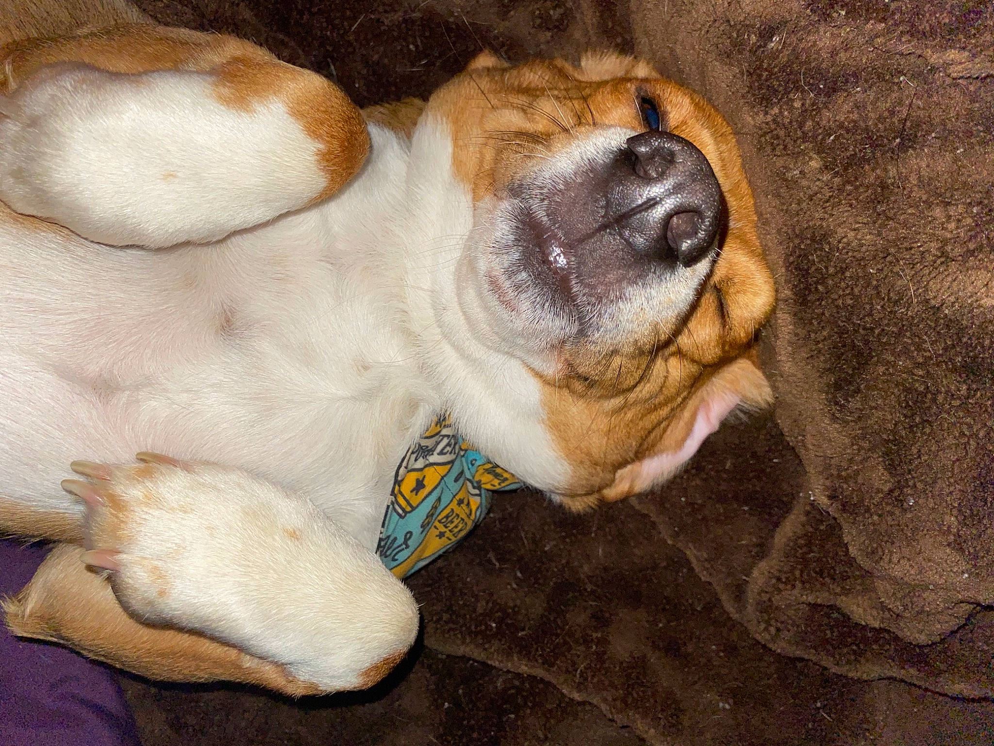 Gunther joined the competition — help win amazing prizes! canidae, carnivore, collar, comfort, companion_dog, couch, dog, dog_breed, ear, fawn, nap, paw, puppy_love, snout, sporting_group, terrestrial_animal, toy_dog, whiskers, working_animal, wrinkle