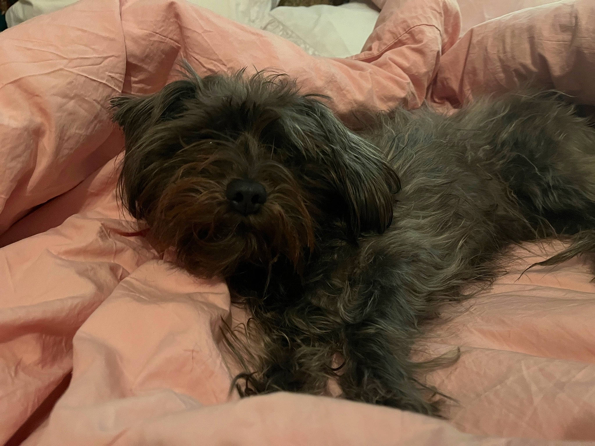 Happy participe au concours pour gagner de l'argent avec cette photo : canidae, carnivore, comfort, companion_dog, dog, dog_bed, dog_breed, dog_supply, fur, liver, maltepoo, non_sporting_group, small_terrier, snout, sporting_group, terrestrial_animal, terrier, toy_dog, working_animal, yorkipoo