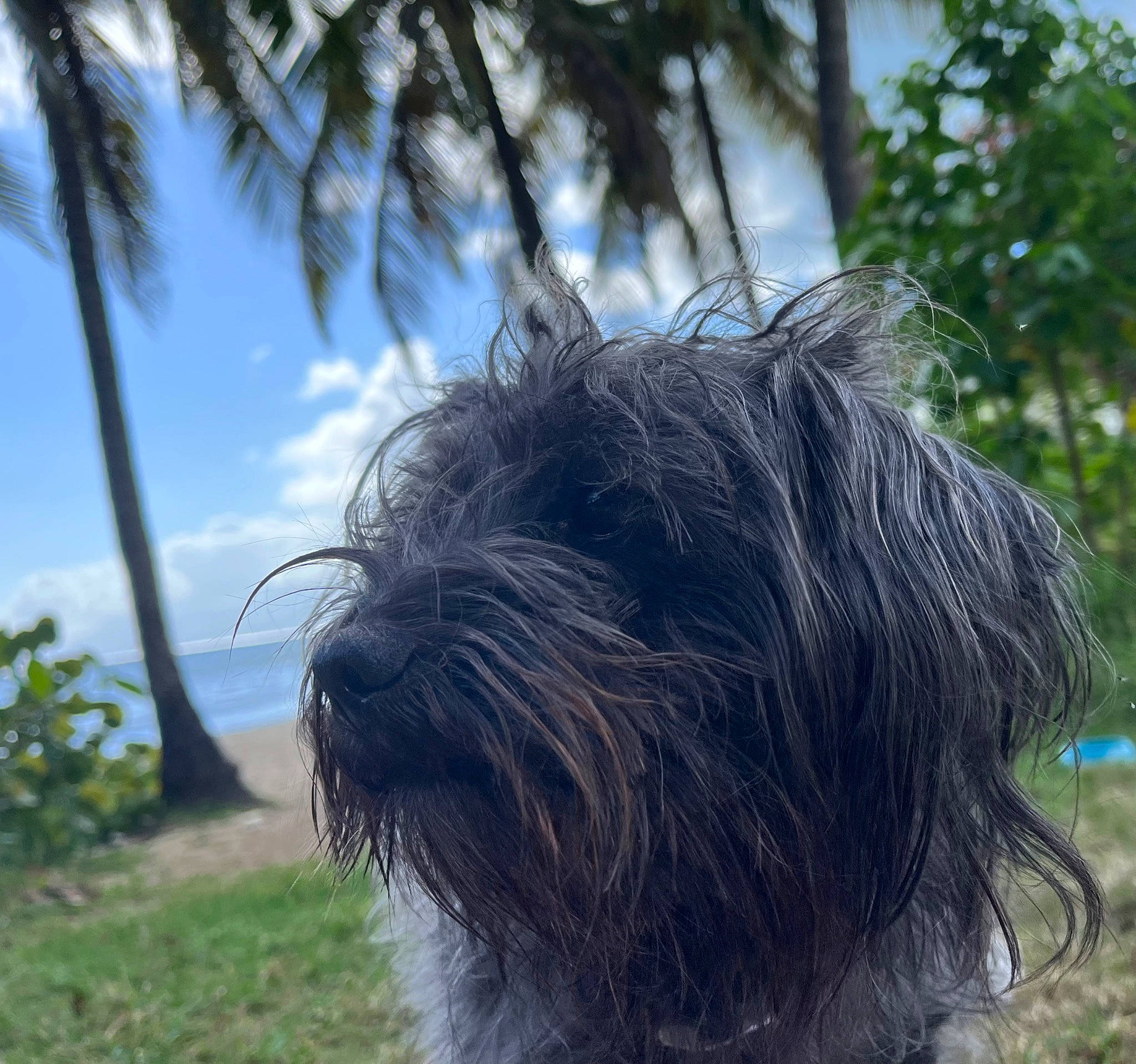 Happy participe au concours pour gagner de l'argent avec cette photo : arecales, canidae, carnivore, cloud, companion_dog, dog, dog_breed, fur, grass, liver, palm_tree, plant, sky, snout, sporting_group, terrier, toy_dog, tree, water_dog, working_animal
