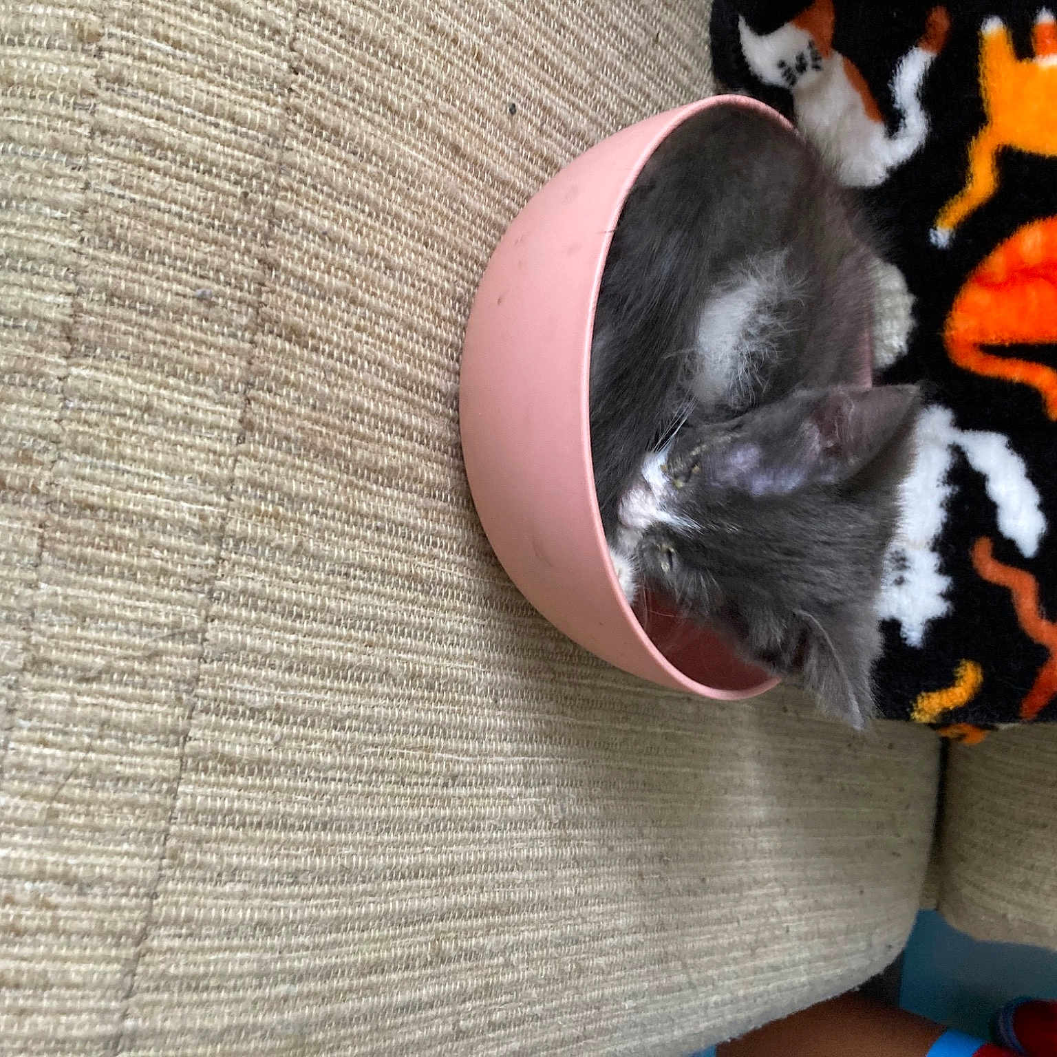 Jayjay joined the competition — help win amazing prizes! bag, black_cat, carmine, carnivore, cat, comfort, companion_dog, dog_breed, fawn, felidae, flooring, fur, linens, pattern, paw, sleeve, small_to_medium_sized_cats, tail, whiskers, wood