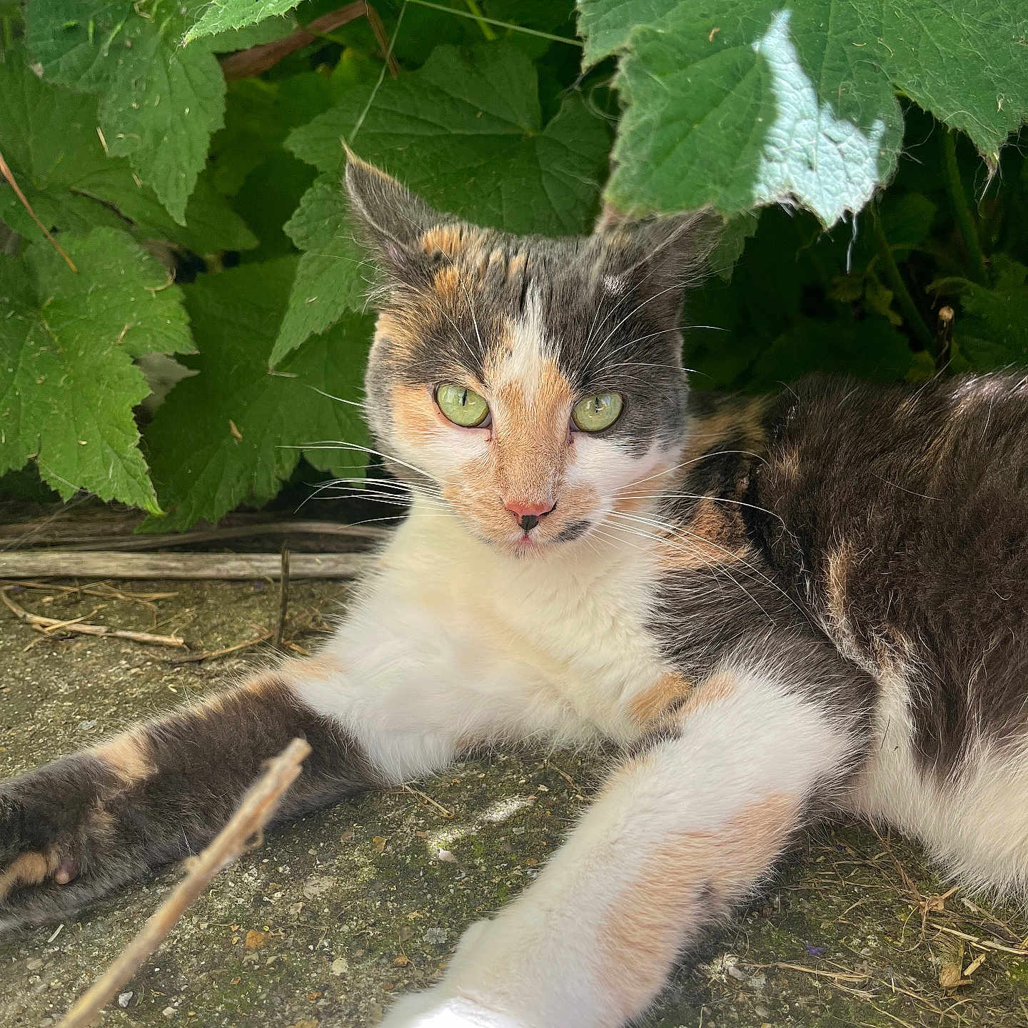Tempête participe au concours pour gagner de l'argent avec cette photo : abyssinian, animal, cat, green, herbal, herbs, ivy, kitten, leaf, manx, oak, pet, plant, slate, soil, sycamore, tree, wood