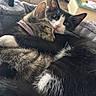 cat, cats, snuggling, cozy, fur, collar, black_and_white, tabby, sleeping, pets, animal, cute, close_up, indoor, blanket, resting, whiskers, ears, napping, companions