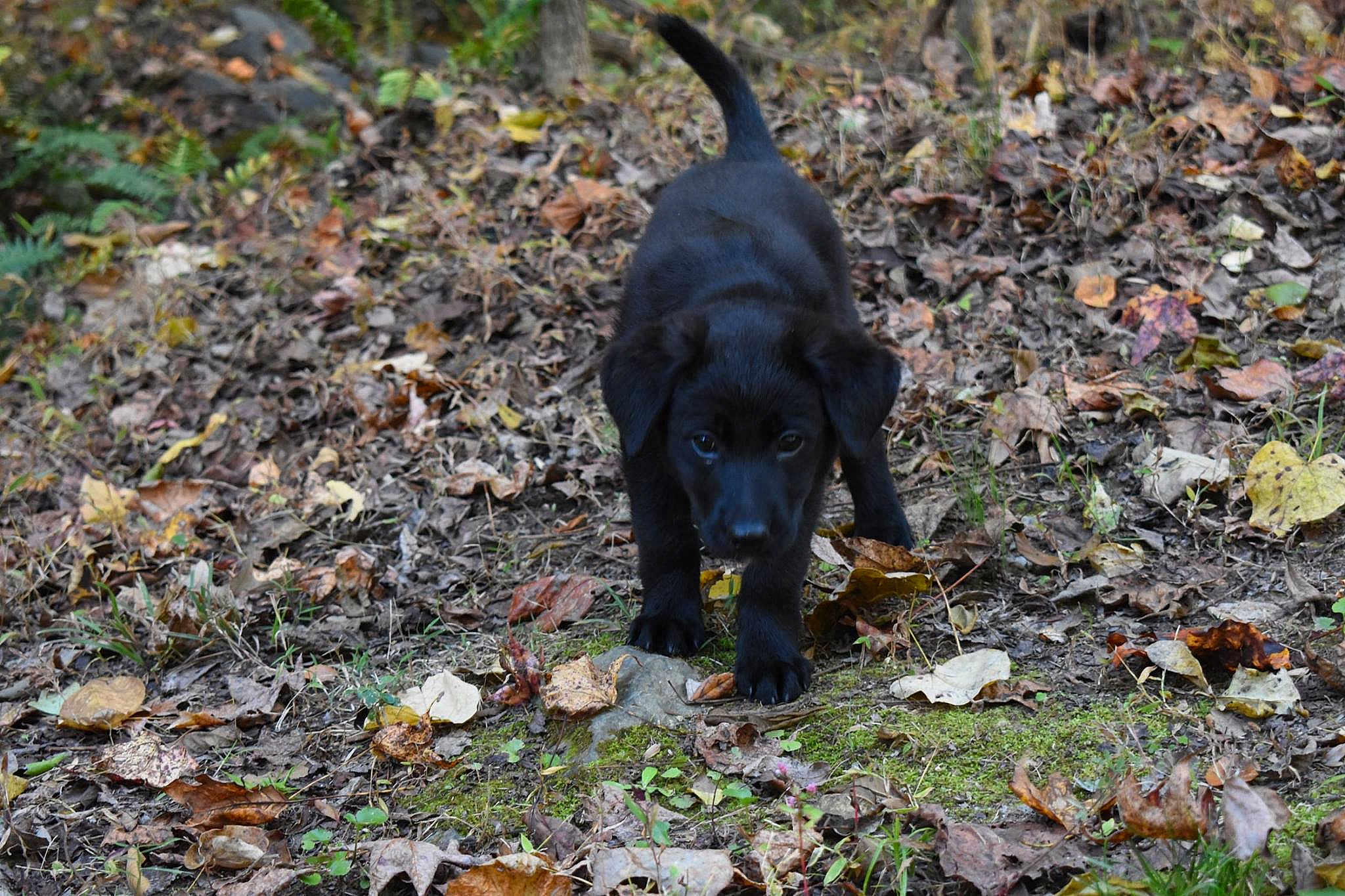 Jedi joined the competition — help win amazing prizes! dog, dog_breed, dog_breed_group, dog_like_mammal, flat_coated_retriever, grass, leaf, plant, snout, sporting_group, tree