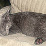 cat, sleeping, gray_cat, paw, pink_paw_pads, blanket, cozy, fur, pet, animal, resting, cute, indoor, close_up, soft_texture, relaxation, comfortable, feline, nap, peaceful